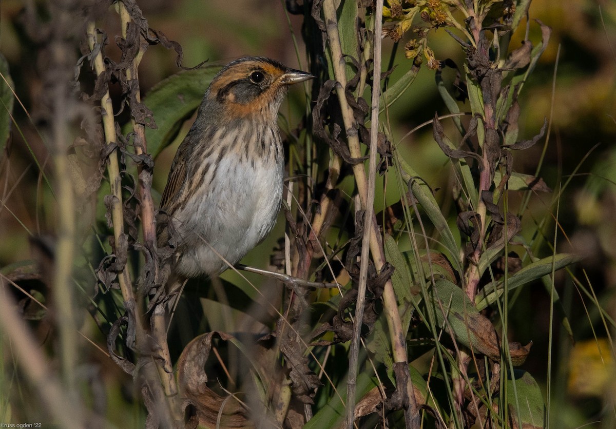 Saltmarsh Sparrow - ML496244721