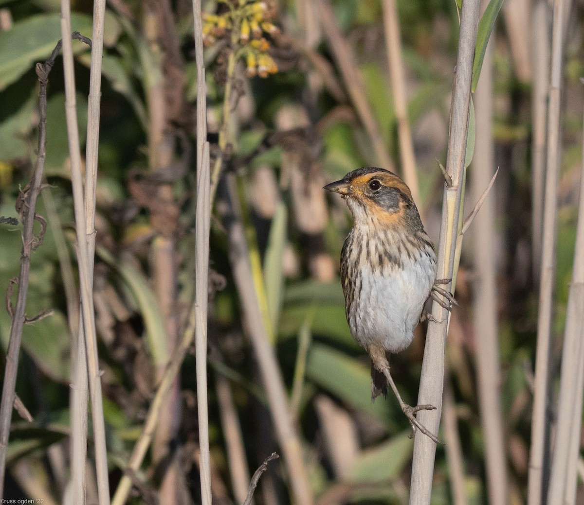 Saltmarsh Sparrow - ML496244741