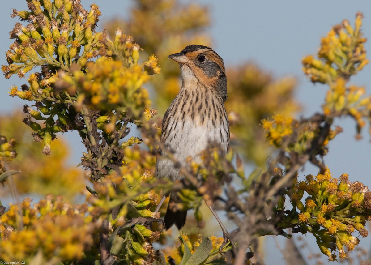Saltmarsh Sparrow - russ ogden