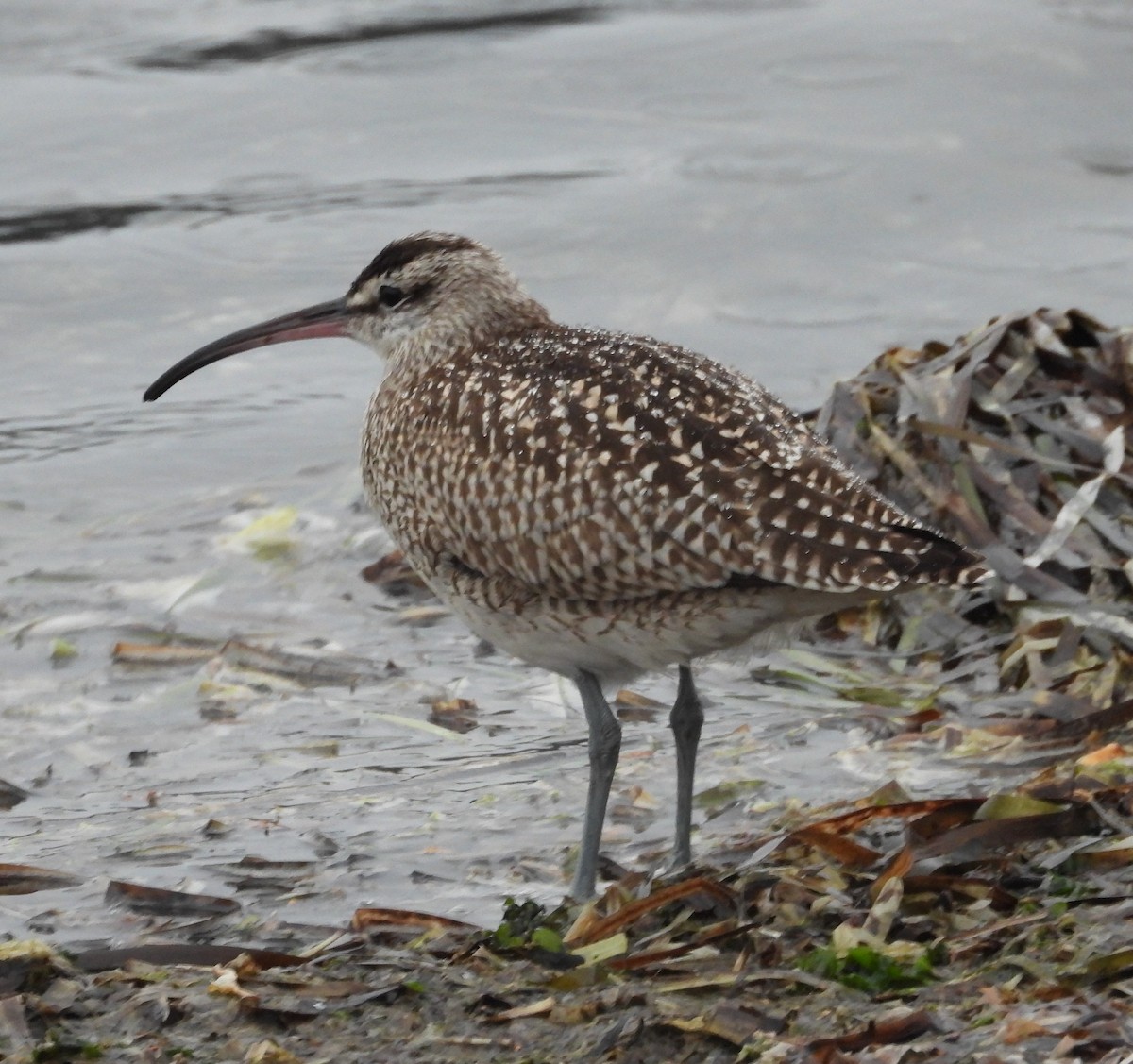 Whimbrel - ML496244951