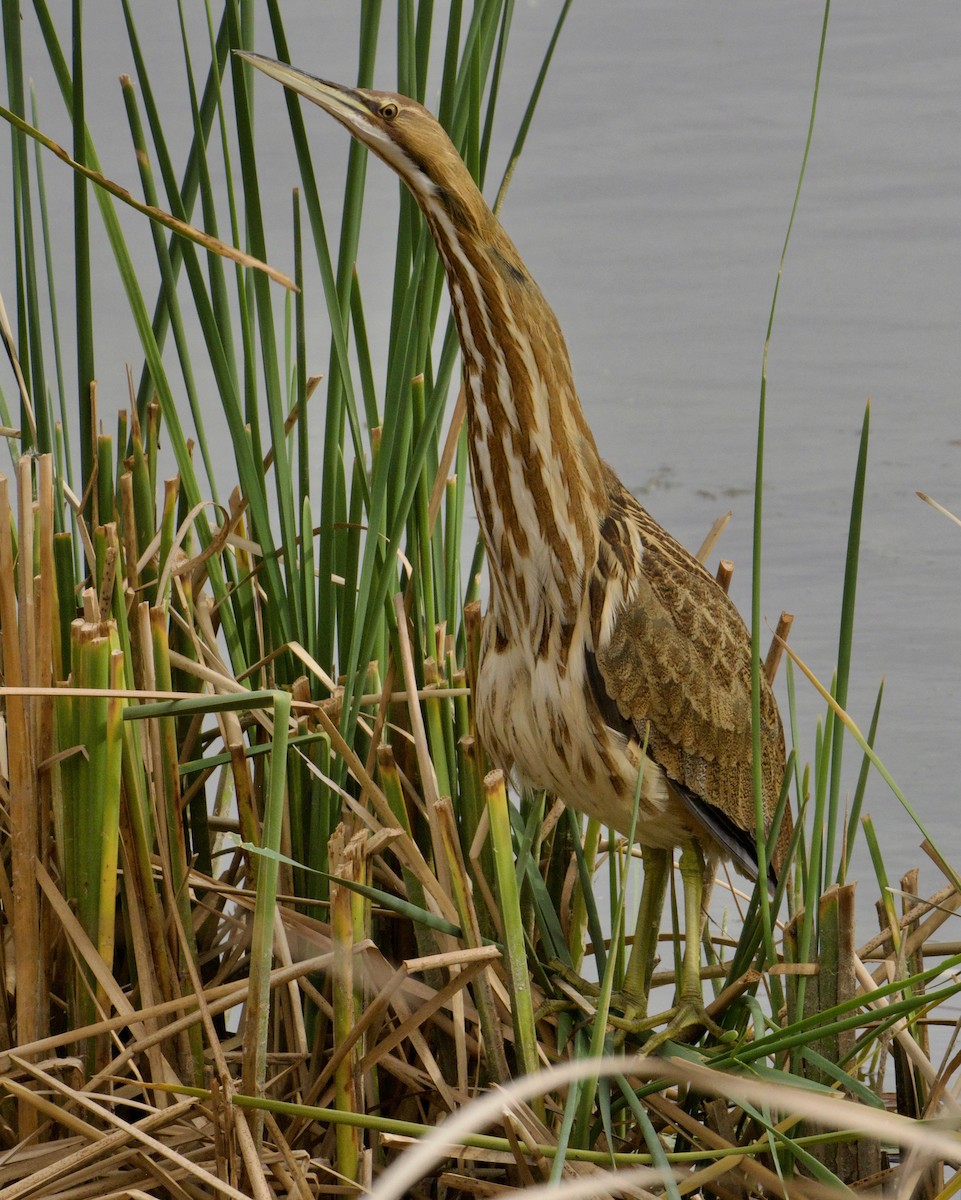 American Bittern - ML496245141