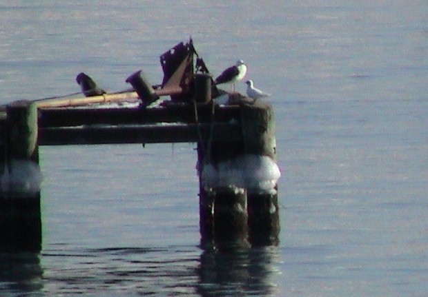 Gaviota Marfileña - ML496246691