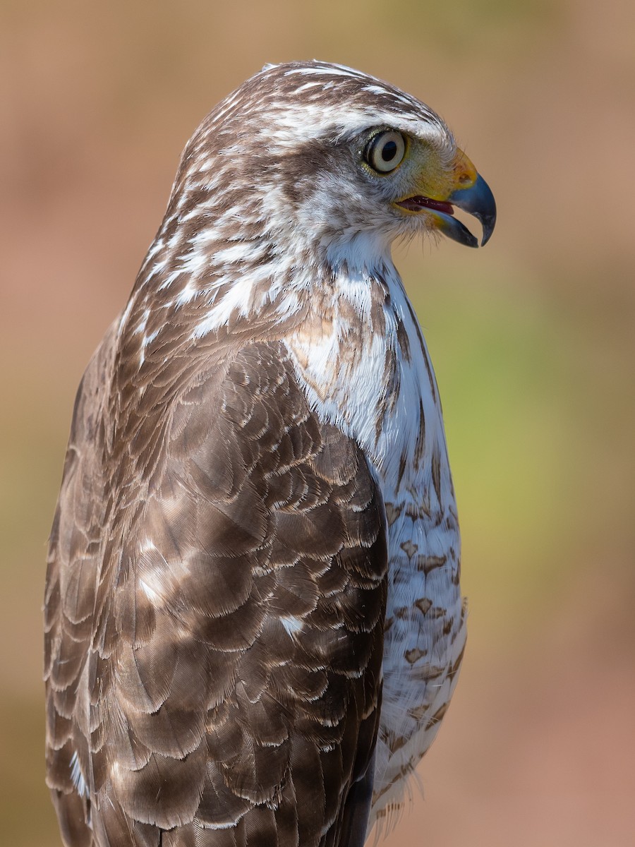 Roadside Hawk - ML496246761