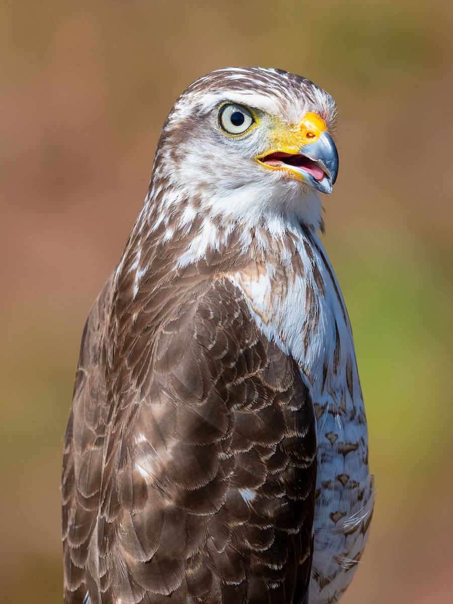 Roadside Hawk - ML496246781