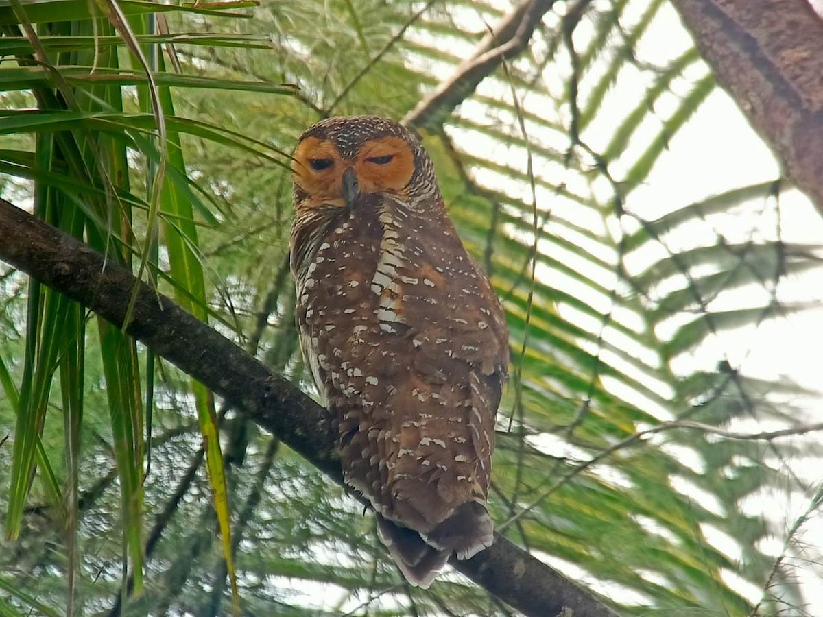 Spotted Wood-Owl - ML496247141