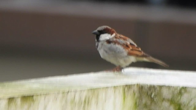 House Sparrow - ML496247841