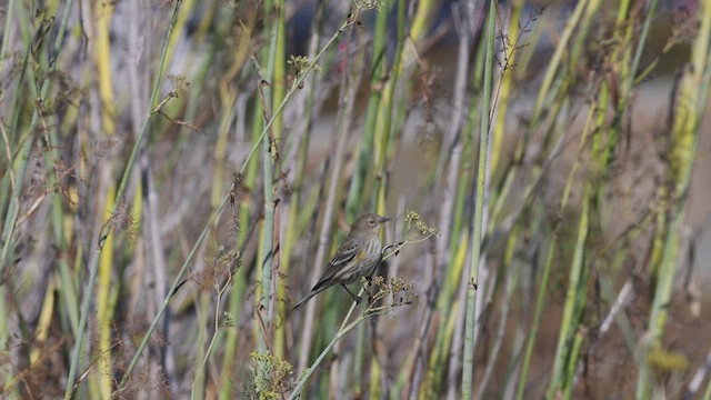 Yellow-rumped Warbler - ML496247981