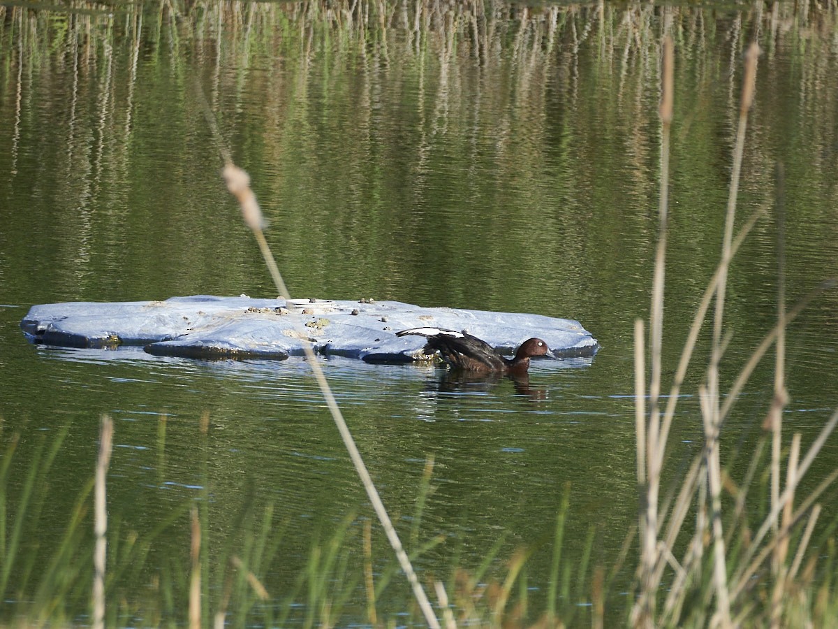 Ferruginous Duck - ML496248461