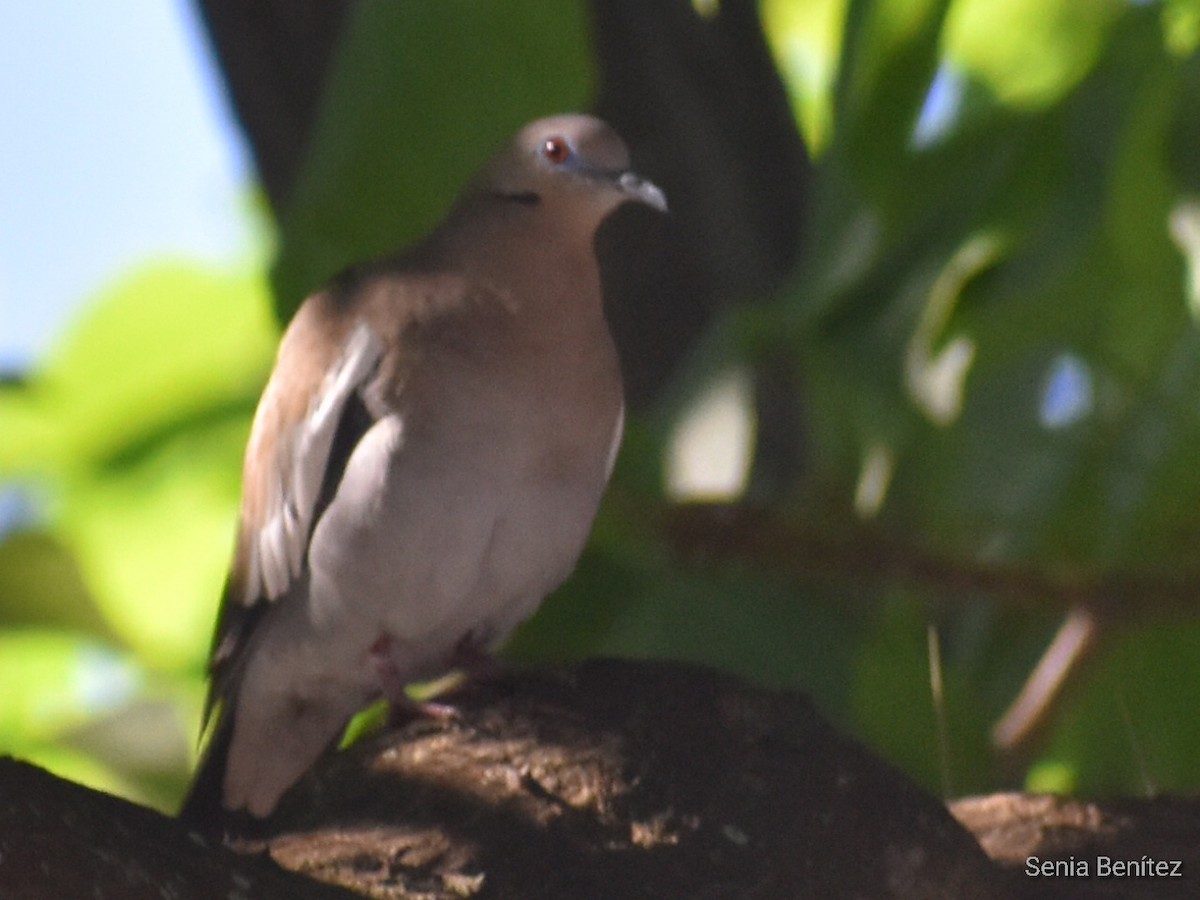 White-winged Dove - ML496249291