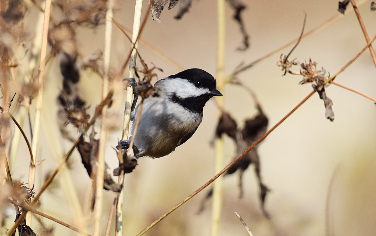 Carolina Chickadee - ML496251301