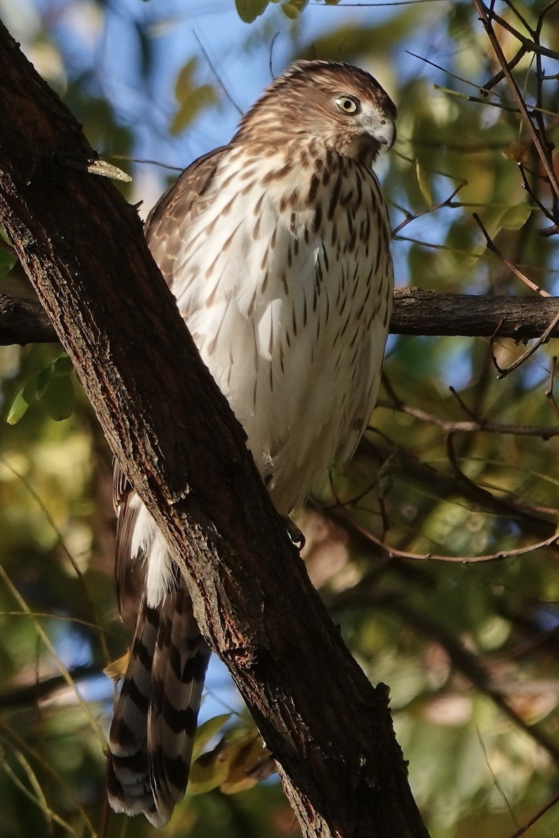 Cooper's Hawk - ML496252011