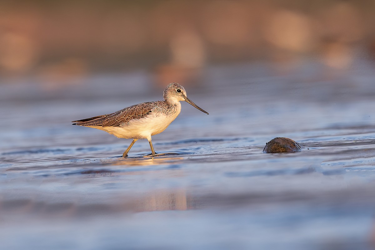 Common Greenshank - ML496252611