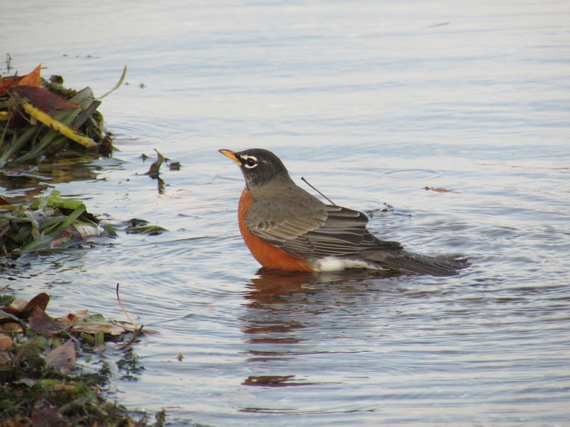 American Robin - ML496252821