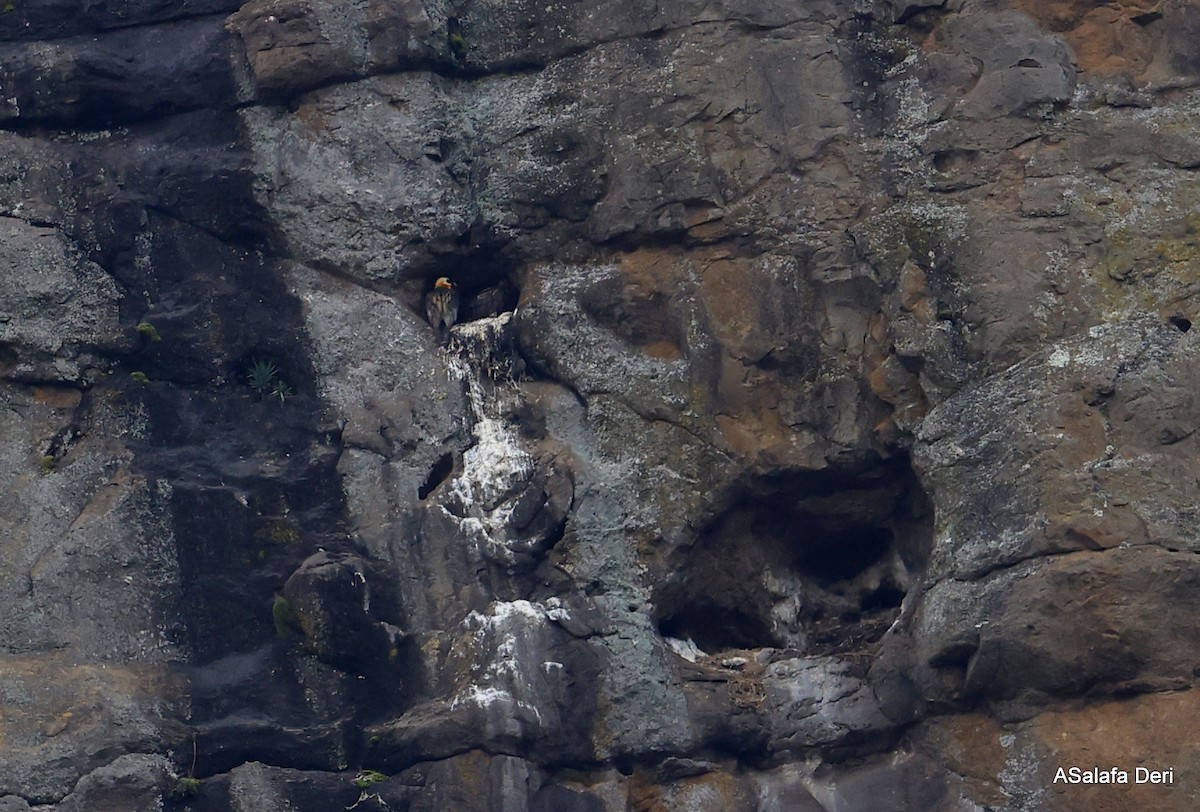 Bearded Vulture (African) - Fanis Theofanopoulos (ASalafa Deri) 🐐