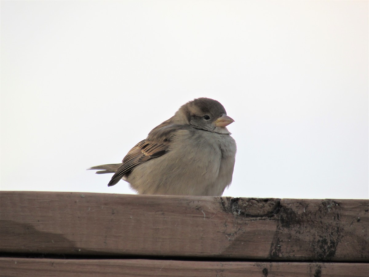 House Sparrow - ML496252931