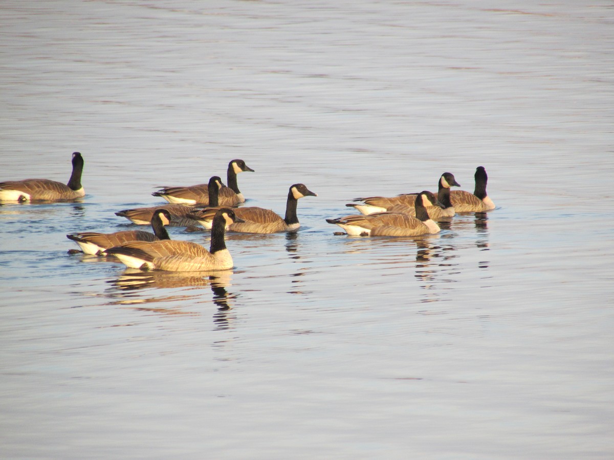 Canada Goose - ML496253151