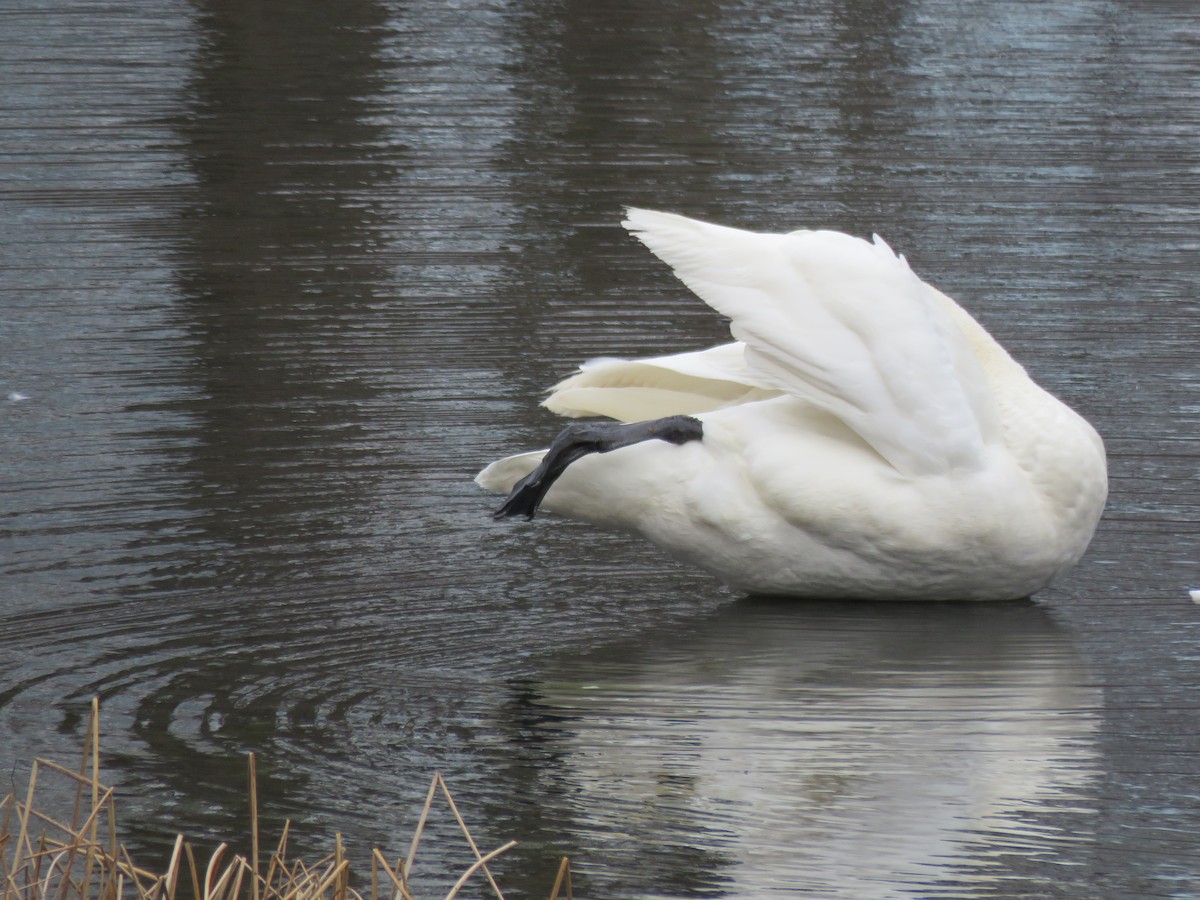 Trumpeter Swan - ML49625481