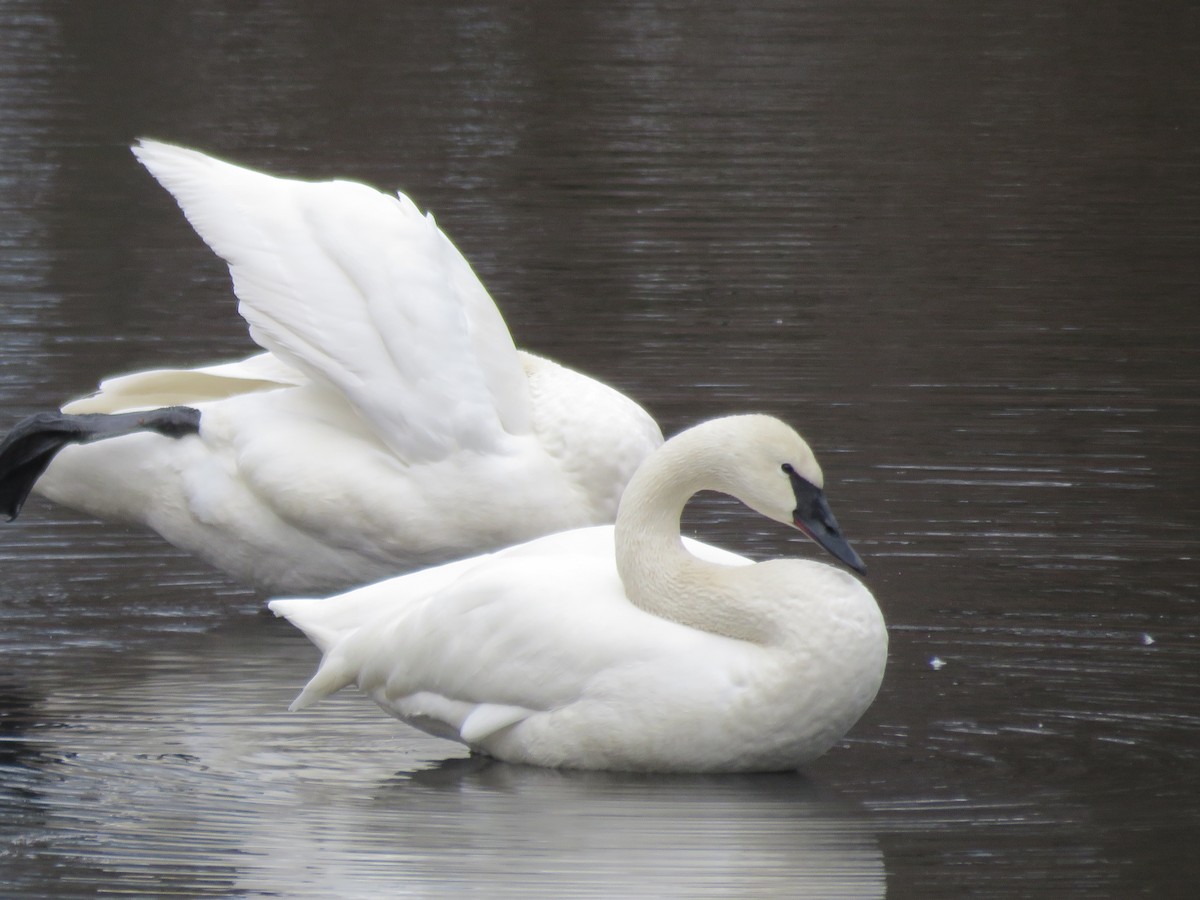 Trumpeter Swan - ML49625491