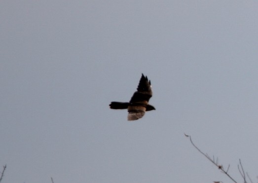 Prairie Falcon - ML496254961