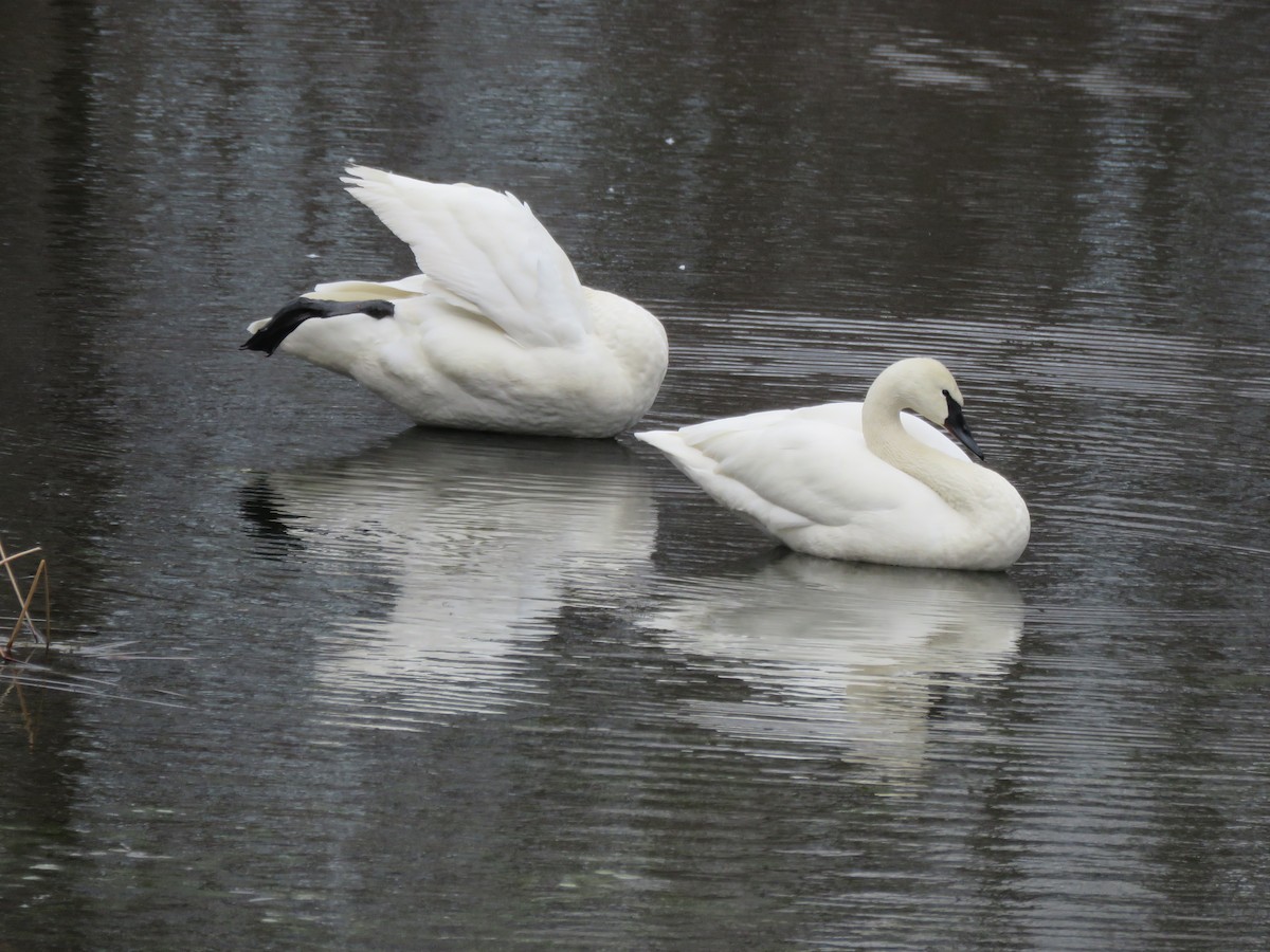 Trumpeter Swan - ML49625501