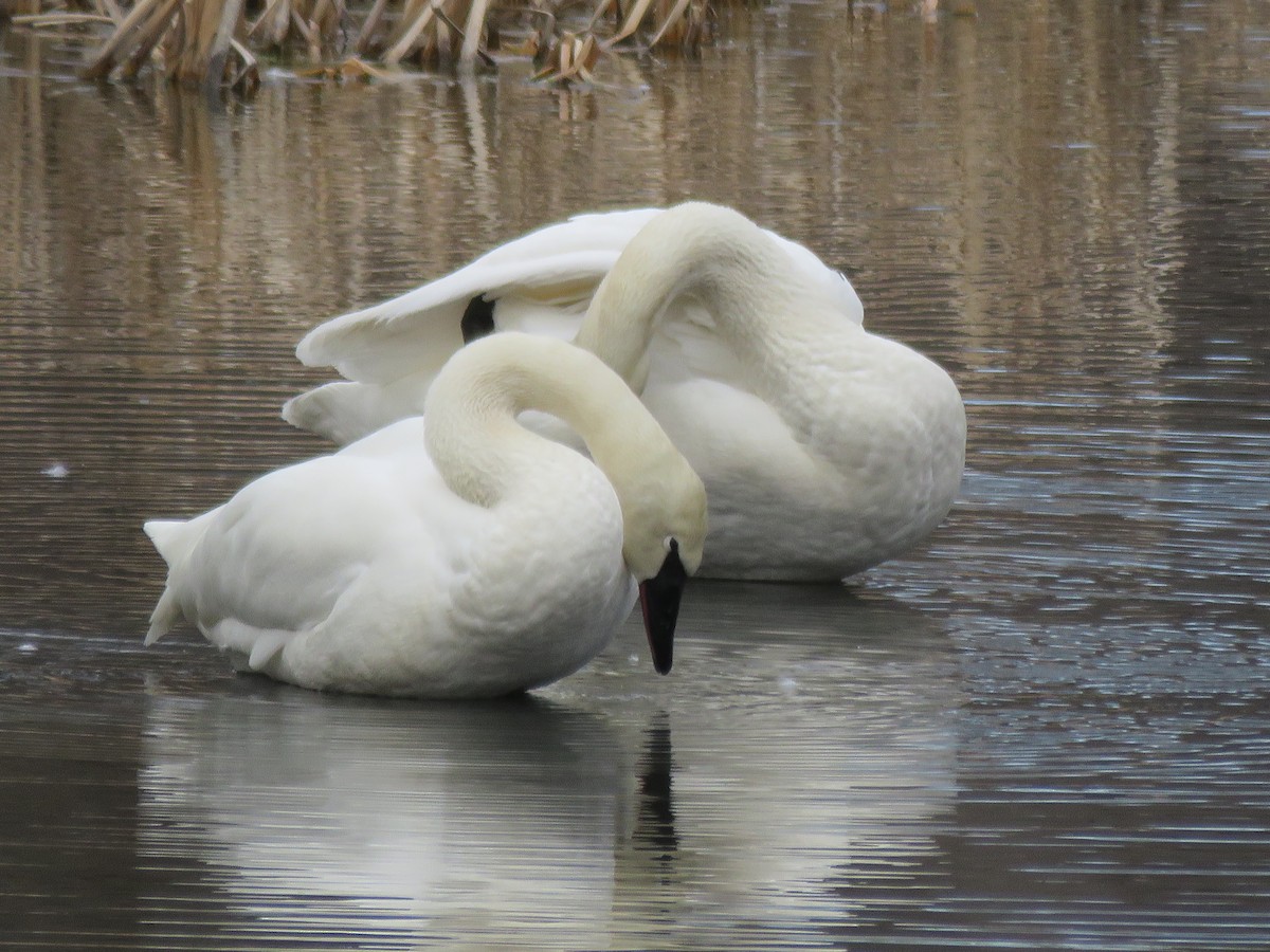 Trumpeter Swan - ML49625511