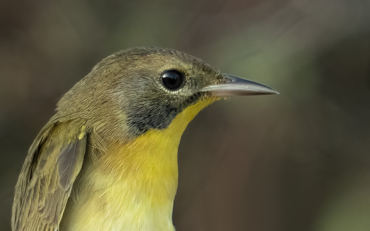 Common Yellowthroat - ML496257481