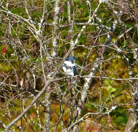 Belted Kingfisher - ML496257691