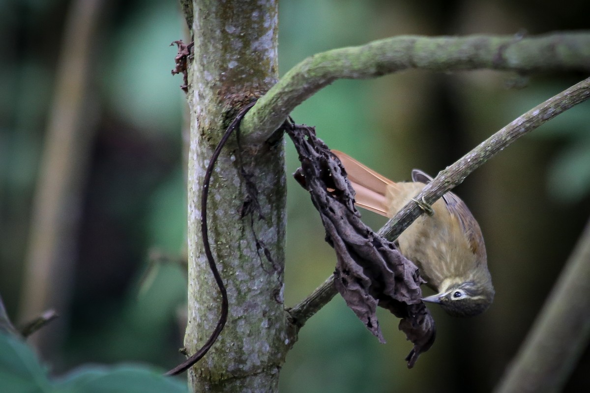 Montane Foliage-gleaner - Chantelle du Plessis (Andes EcoTours)