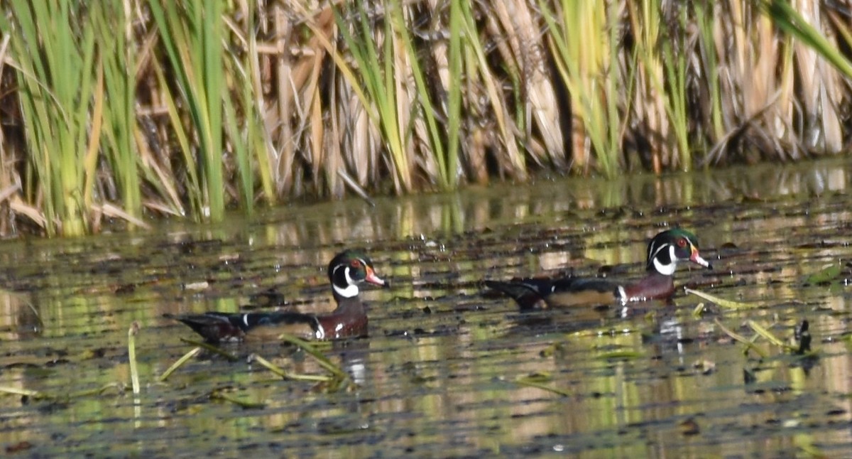 Wood Duck - ML496258611