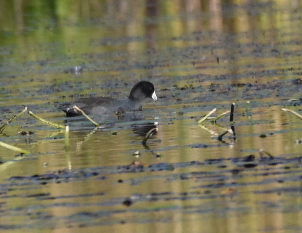 American Coot - ML496258761