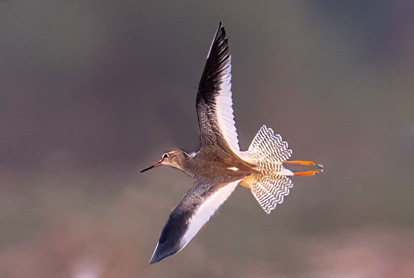 Common Redshank - ML496261061