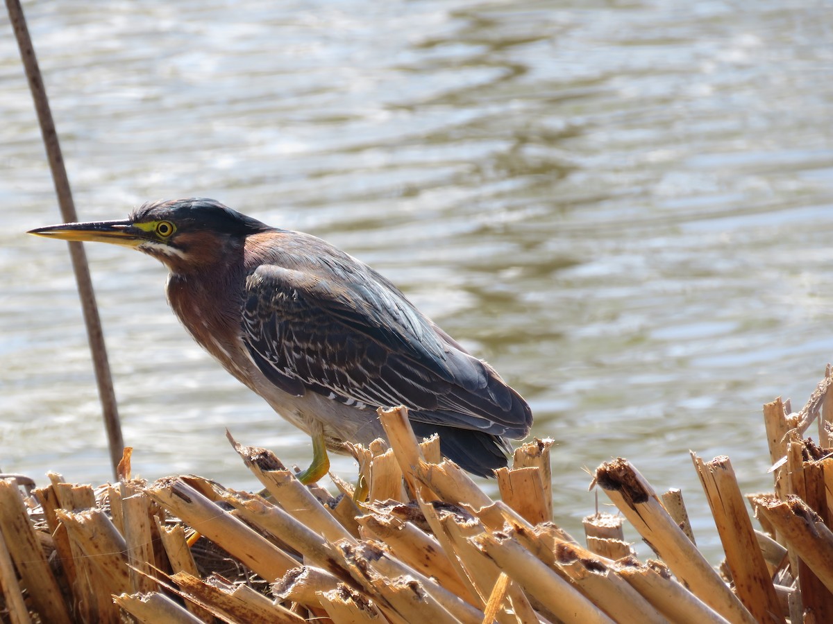 Green Heron - ML49626141