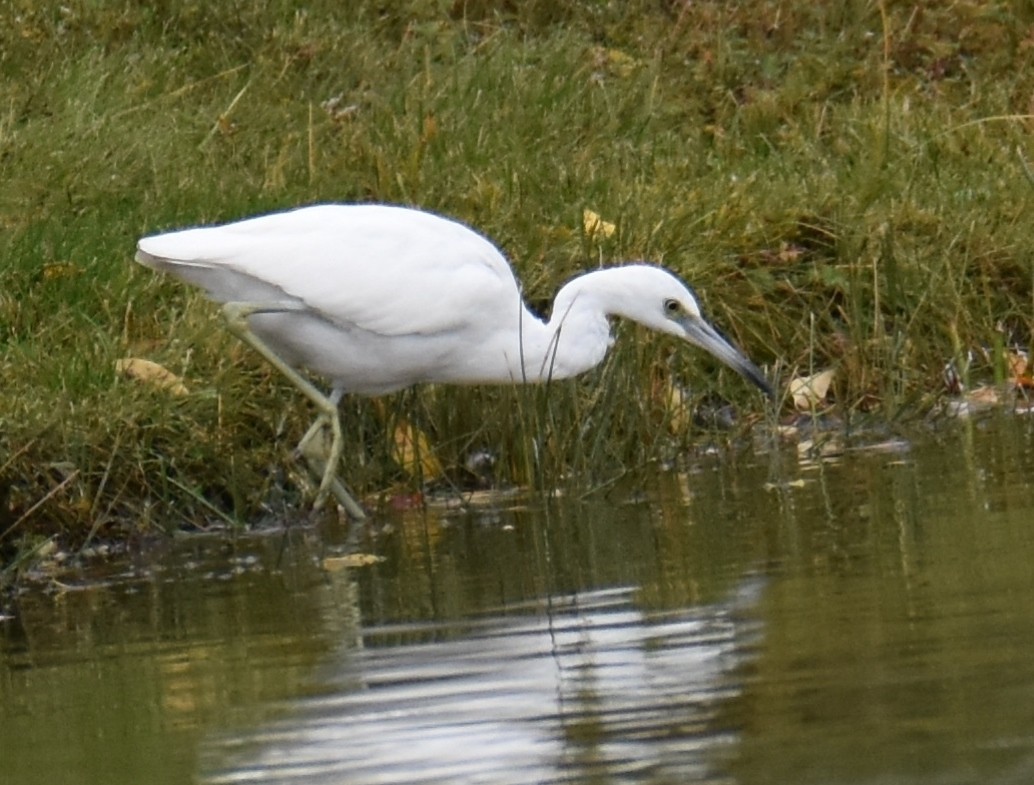 Aigrette bleue - ML496262011