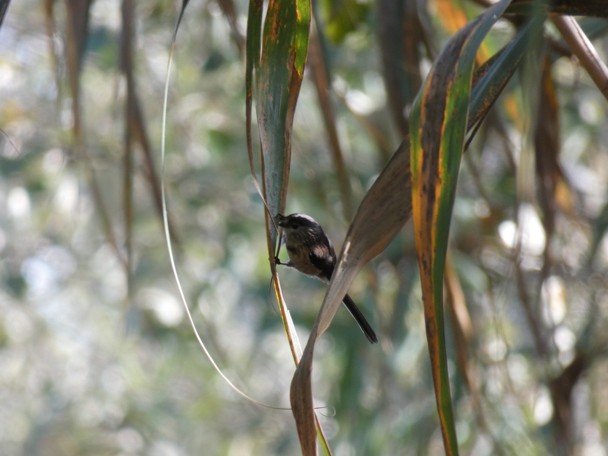 Mito Común - ML496262401