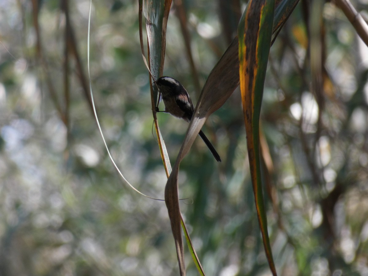 Mito Común - ML496262411
