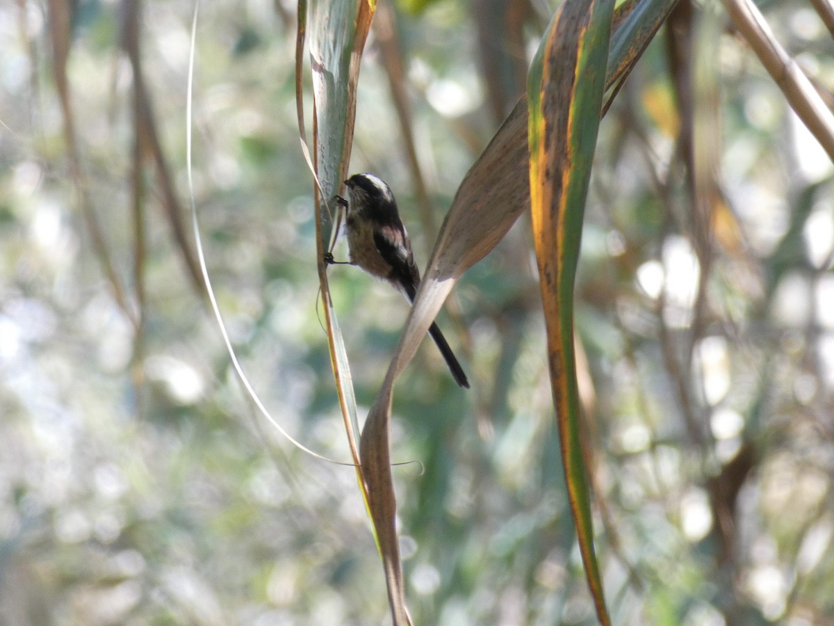 Mito Común - ML496262421