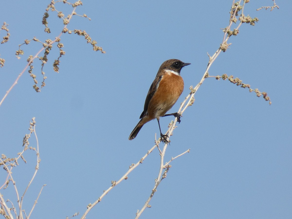 Tarabilla Europea - ML496262531