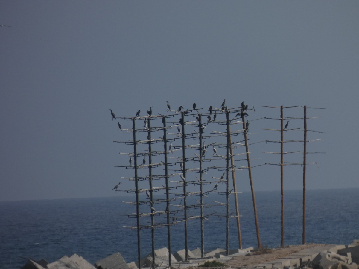 Cormorán Grande - ML496263221