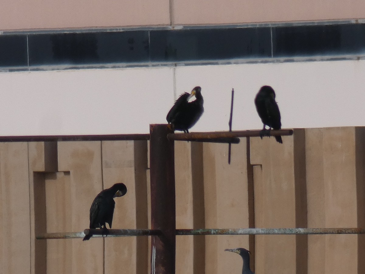 Cormorán Grande - ML496263231