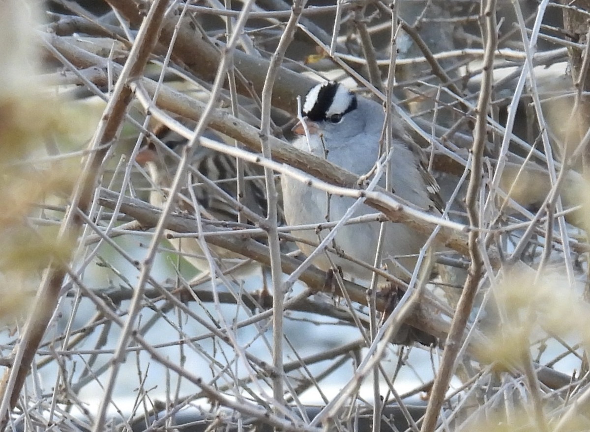 Bruant à couronne blanche - ML496264121