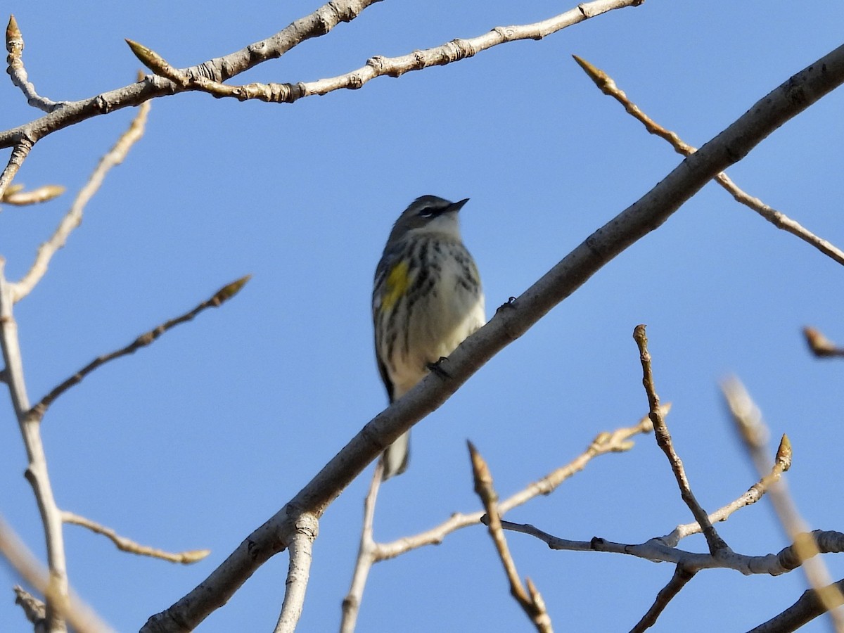 Yellow-rumped Warbler (Myrtle) - Jackie Delk