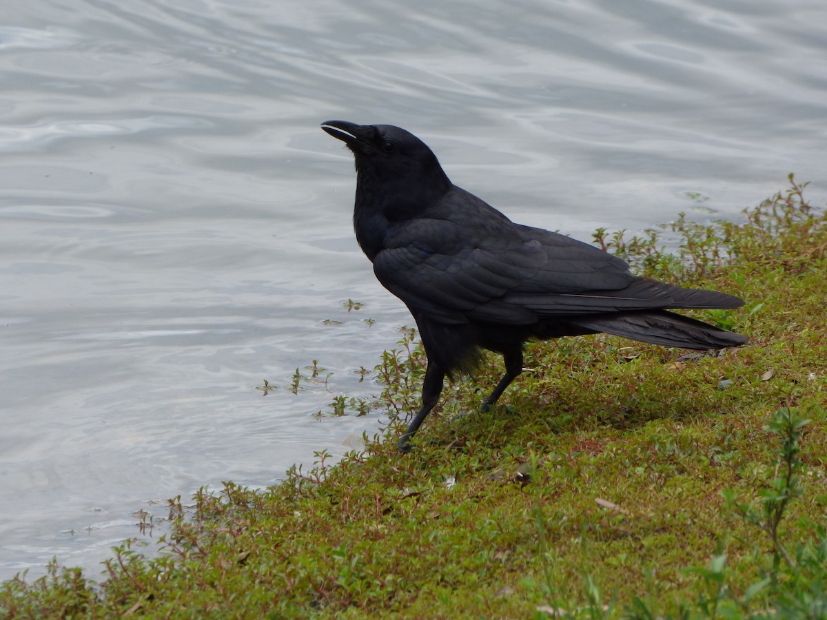 Fish Crow - ML496264351