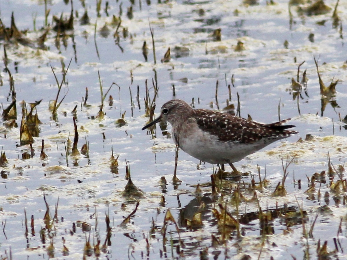 Wood Sandpiper - ML49626481