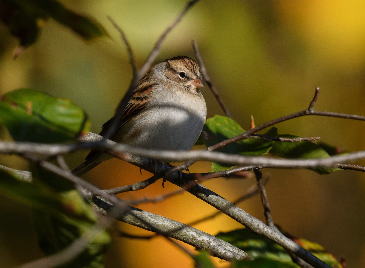 Chipping Sparrow - ML496265821