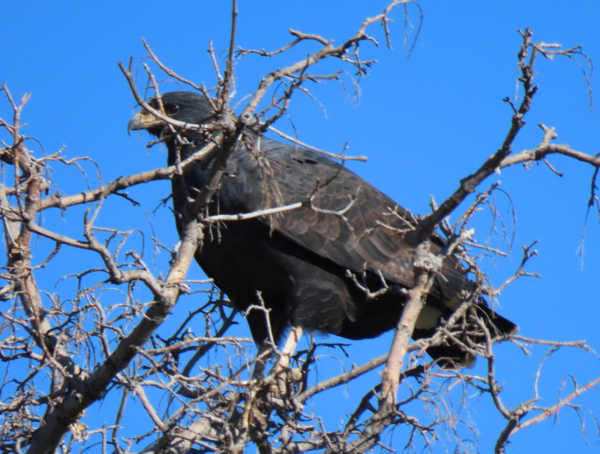 Common Black Hawk - ML496266221