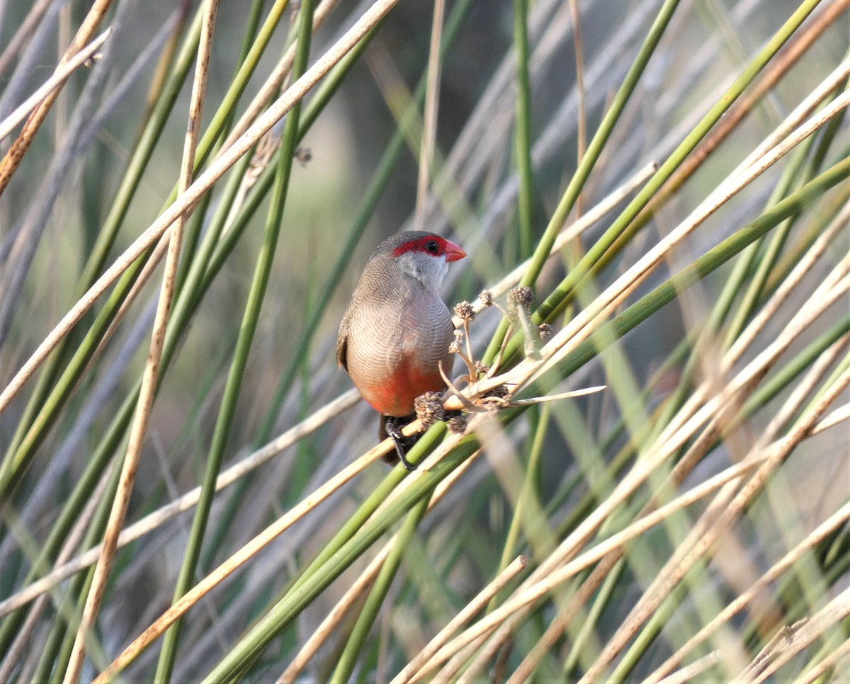 Estrilda Común - ML496266231