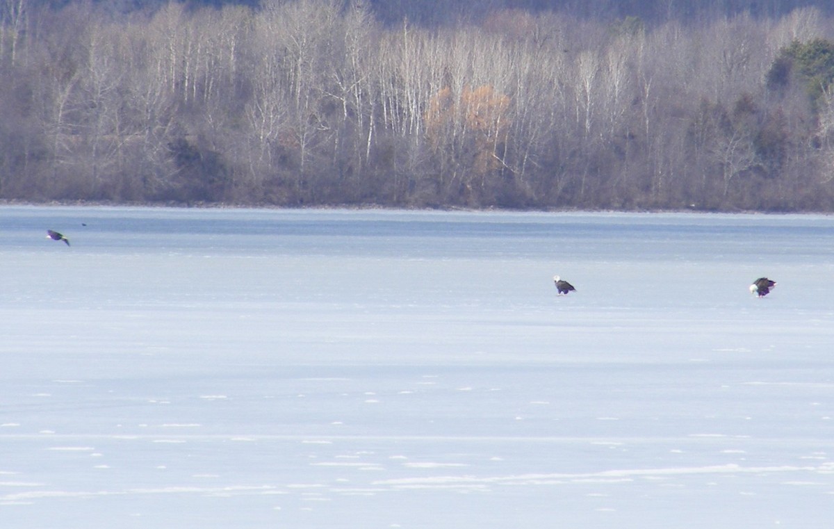Bald Eagle - ML49626691