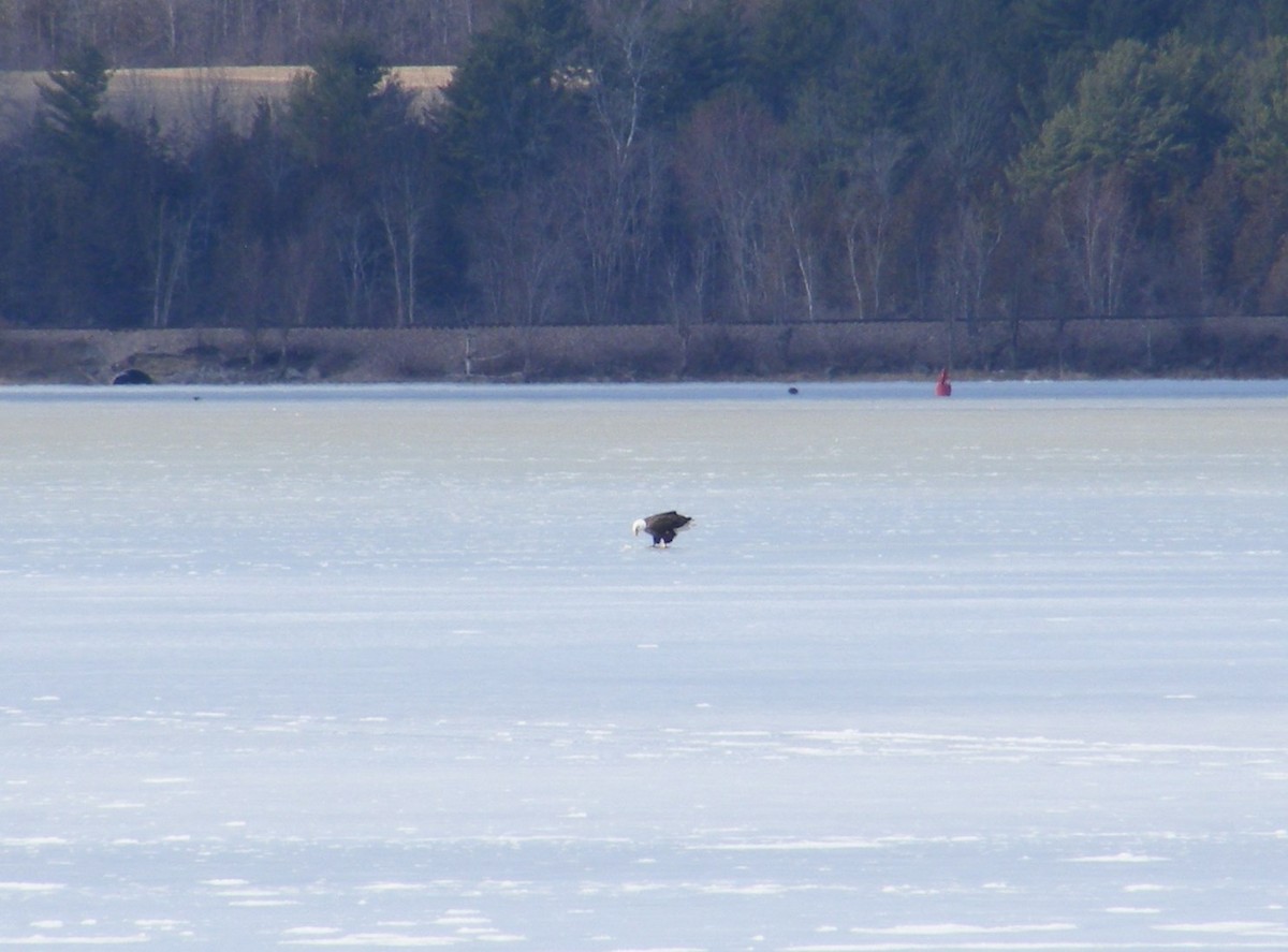 Bald Eagle - ML49626751