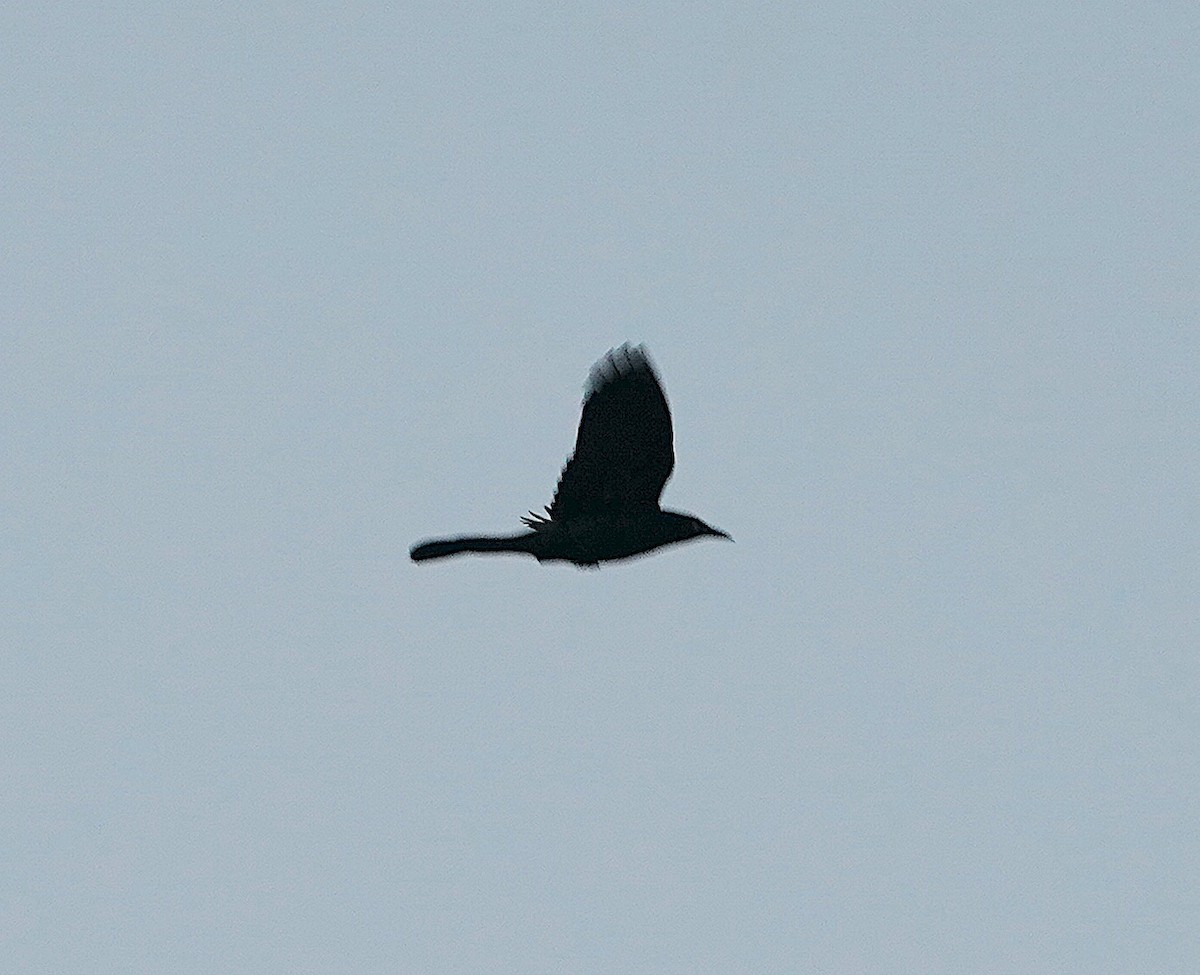 Boat-tailed Grackle - ML496269871