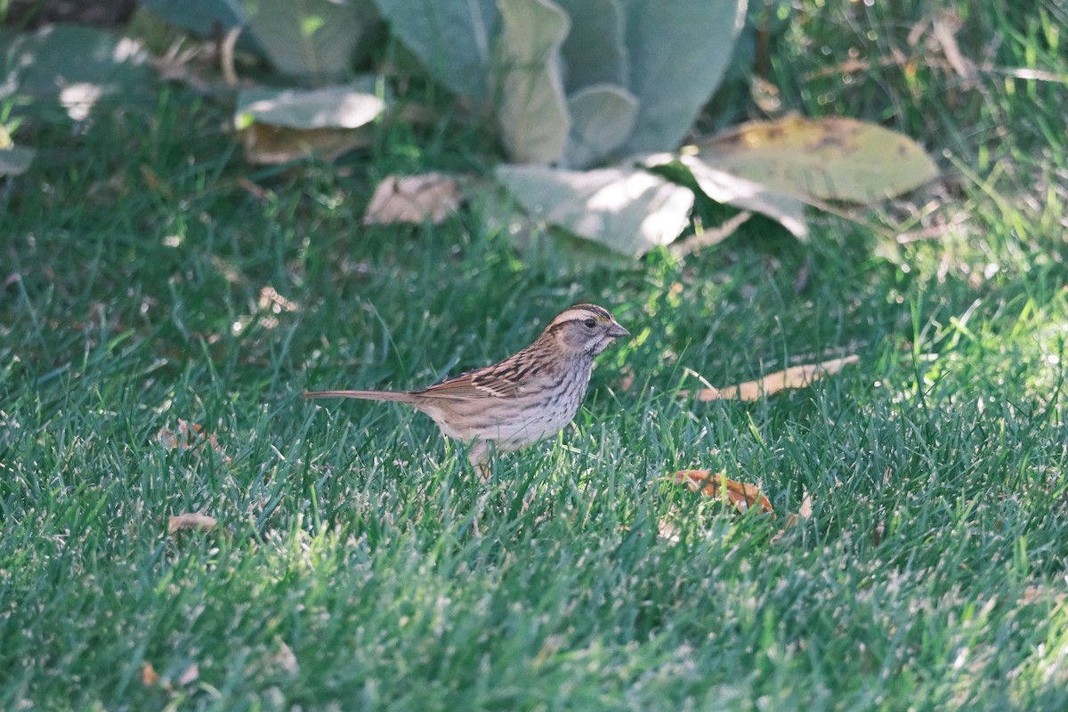 White-throated Sparrow - ML496270101